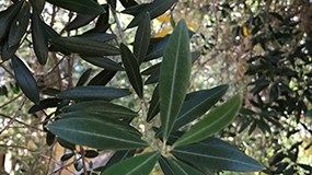 dark green leaves, detail