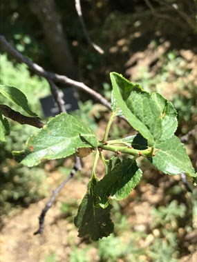 closeup of plum leaves