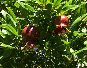 two pomegranate fruits in foliage