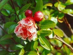 carnation-like flower with white and red