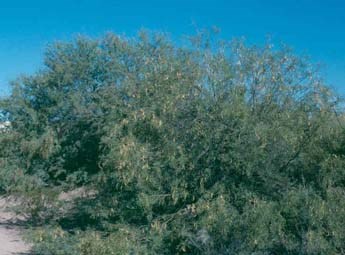 Honey mesquite tree