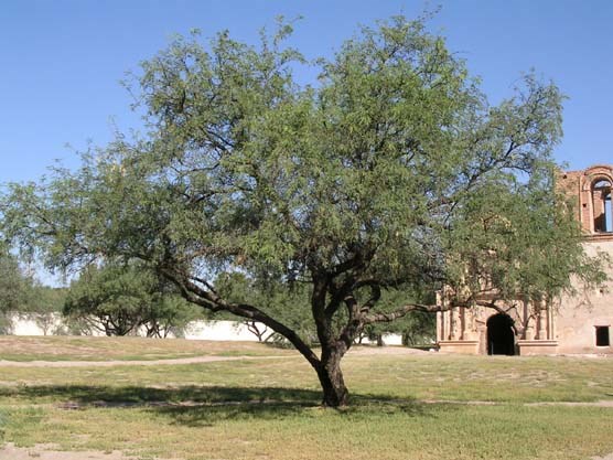 Velvet mesquite tree on Tumacácori Mission grounds