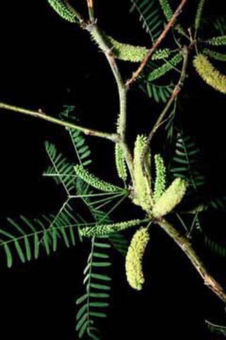 Honey mesquite flowers
