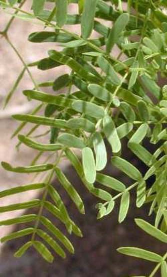 Honey mesquite leaves