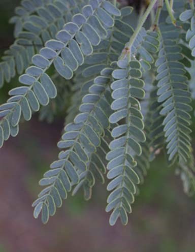Velvet mesquite leaf