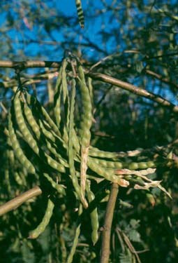 Velvet mesquite pods, long and green