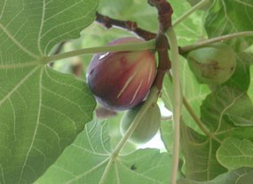 purple fig nestled in lobed leaves