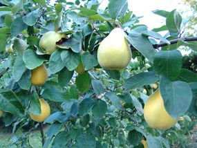 pear-like green fruit in foliage