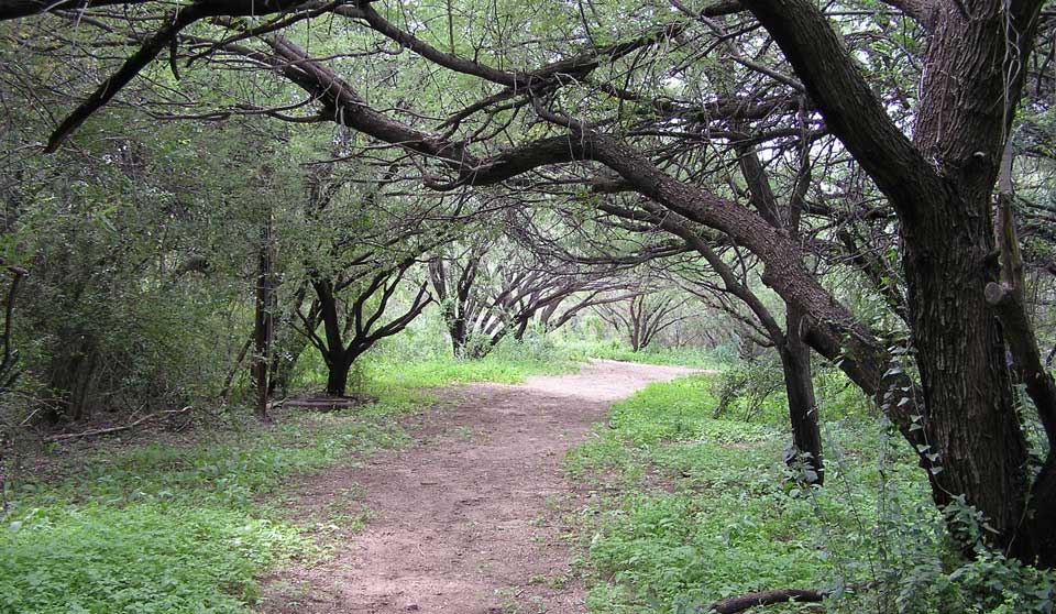 Hike park-to-park! forest and path
