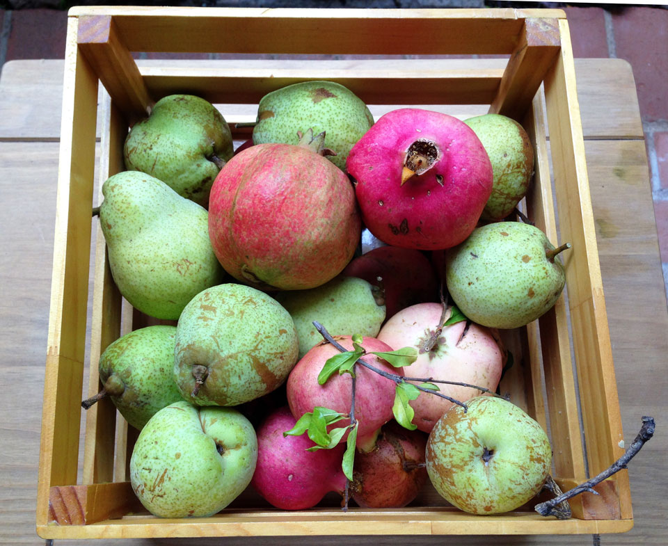 crate of pomegranate and pear newly harvested