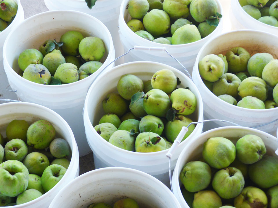 quince (membrillo) is a relative of the apple and pear buckets of quince