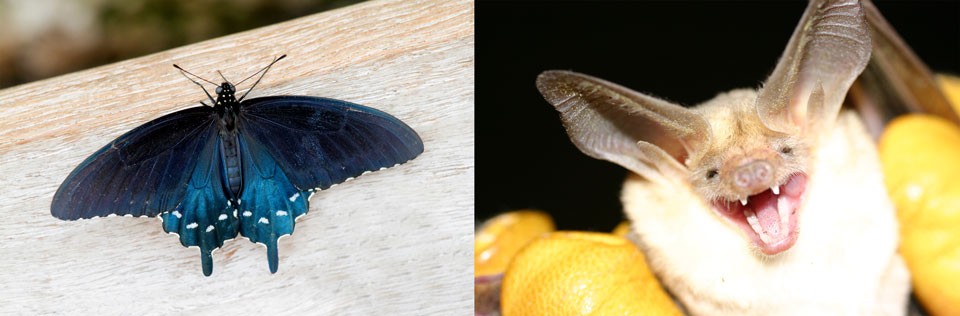 left side has blue butterfly right side has pallid bat