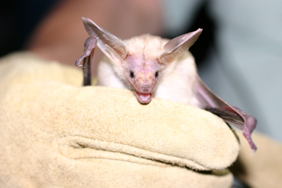 close up of pallid bat in gloved hand