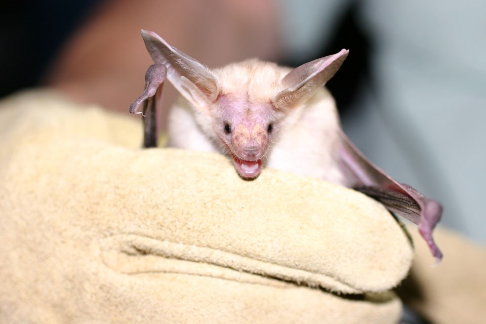 close up of pallid bat in gloved hand::pallid bat