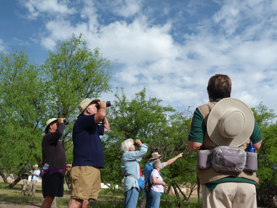 bird walk visitors with binoculars looking and pointing at the sky