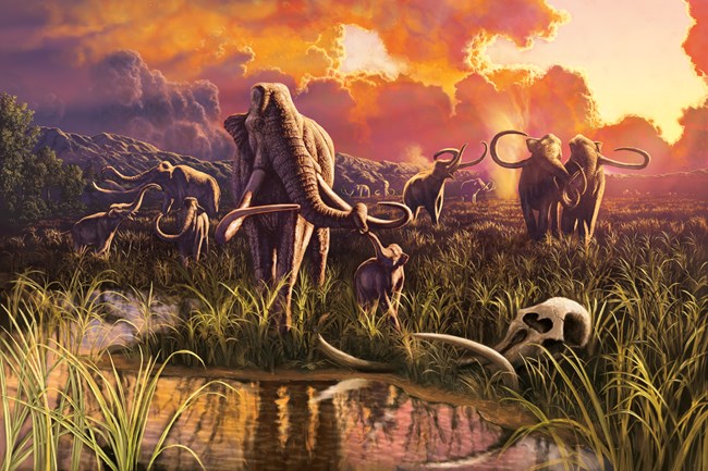 A family herd of Columbian mammoths in a wetland.