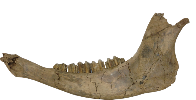 Fossil bison jaw.