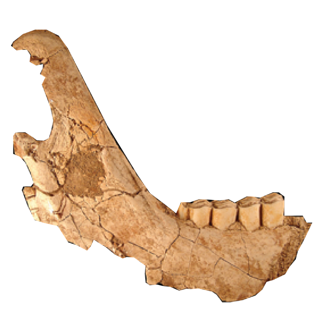 Fossil camel jaw with teeth.