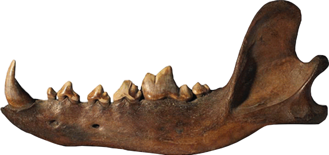 Fossil dire wolf jaw