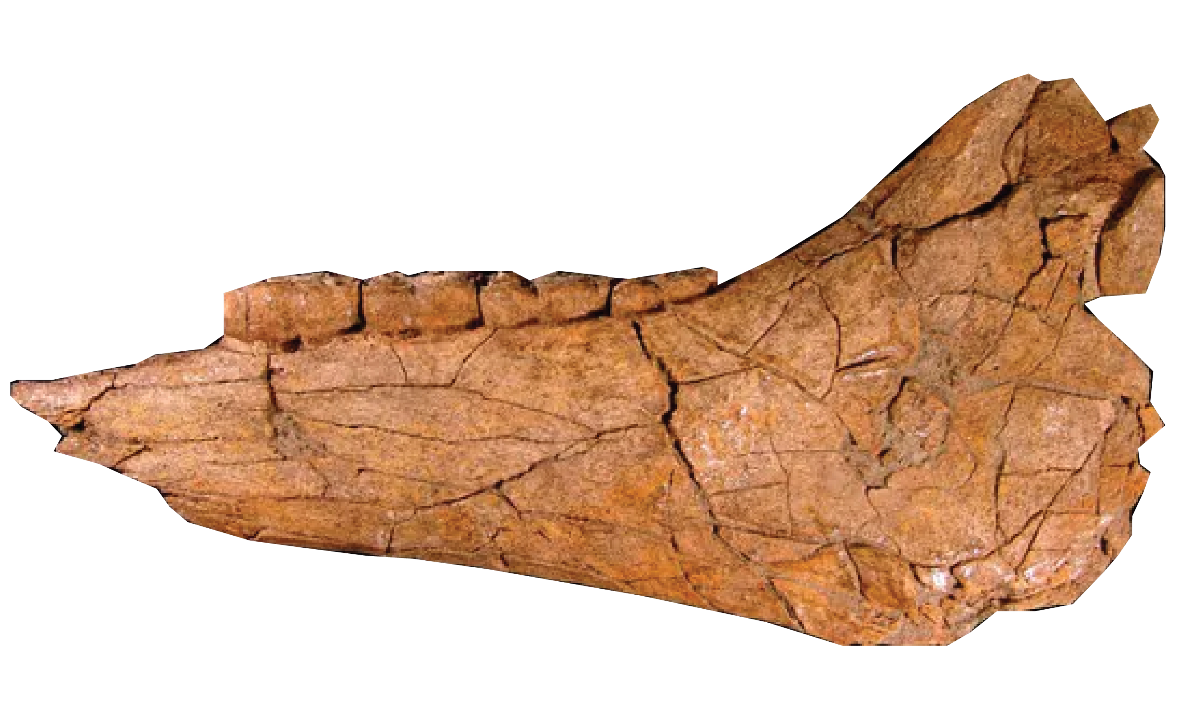 A small fossil horse jaw