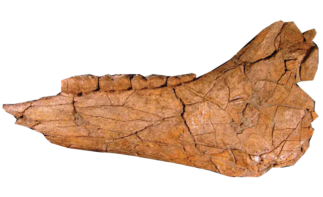 A small fossil horse jaw