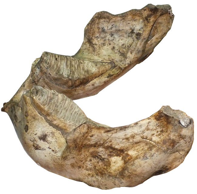 A large mandible with oval-shaped molars.