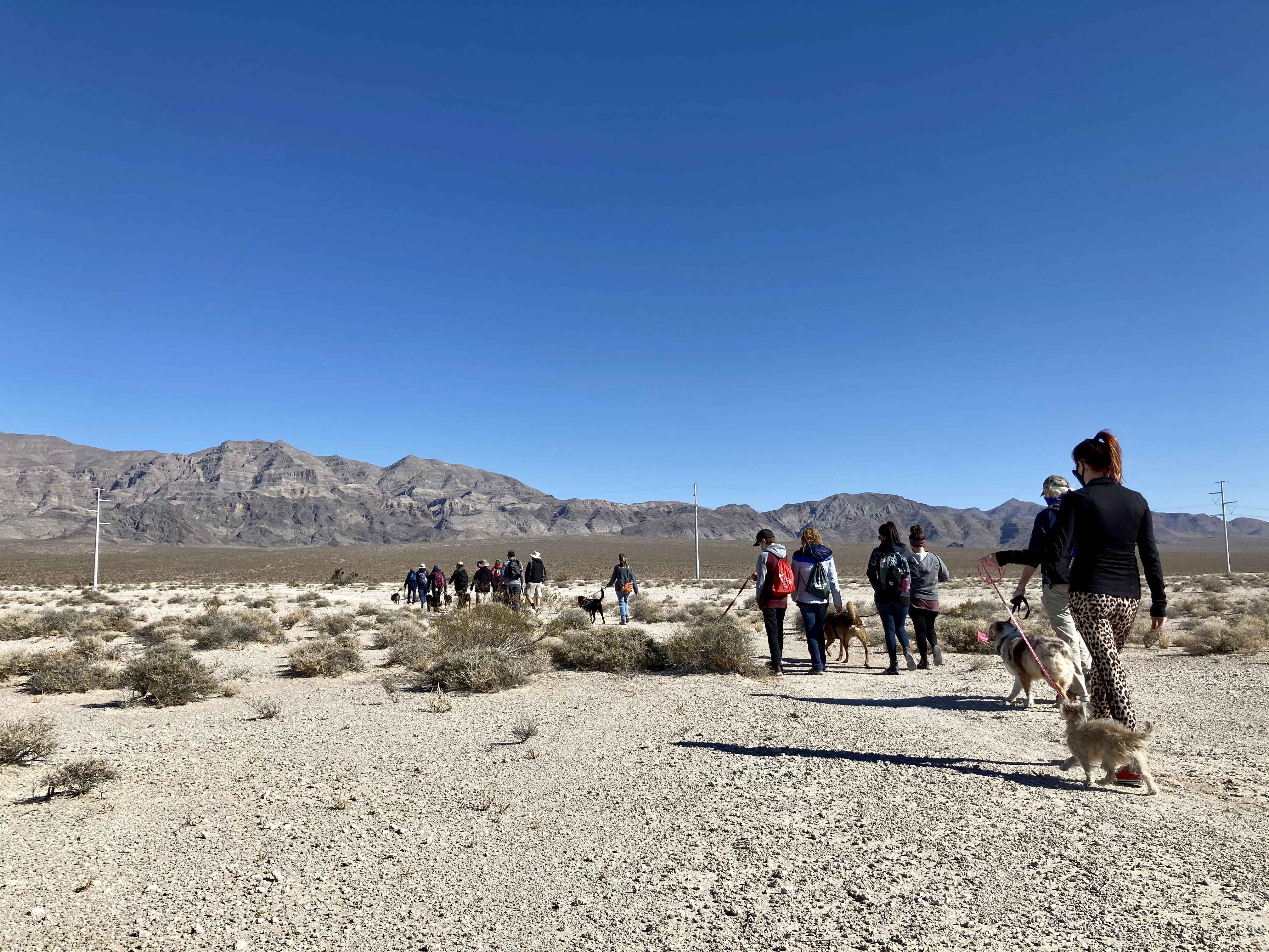 People hiking with their dogs on the Aliante Loop trail for the first Tule Springs Fossil Beds National Monument B.A.R.K. Ranger hike.