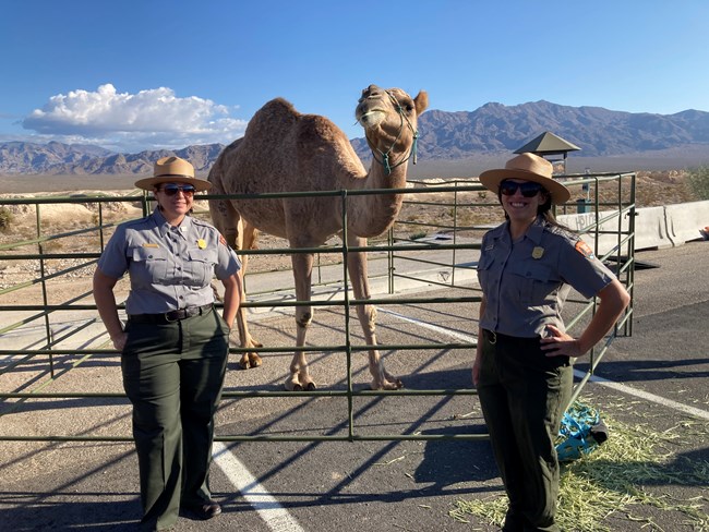 Two park rangers pose with a camel at Tule Springs Fossil Beds National Monument