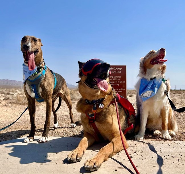 Three dogs posing in front of a trail sign.