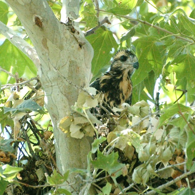Common Blackhawk Fledgling Common Blackhawk Fledgling