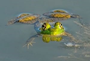 American Bullfrog swims in a river