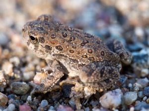 Arizona Toad sitting on a river bank