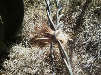 Deer fur caught in barbed wire fencing