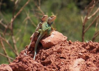 Male and female Eastern Collared Lizards resting on a rock