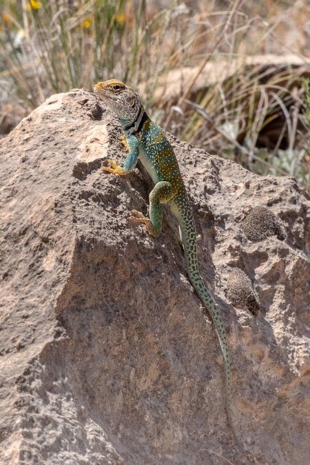 Eastern Collared Lizard sitting on a rock