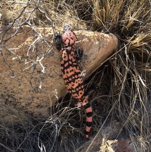 Gila Monster climbs up a rock