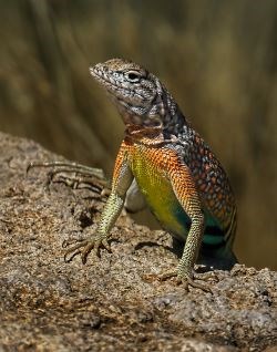 Greater Earless on top of a rock