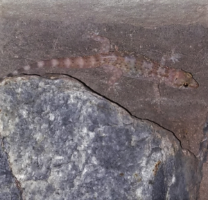 Mediterranean House Gecko on the move