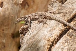 Ornate Tree Lizard on a rock
