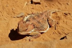 Short-horned Lizard suns themselves