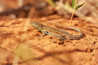 Lizards - Tuzigoot National Monument (U.S. National Park Service)