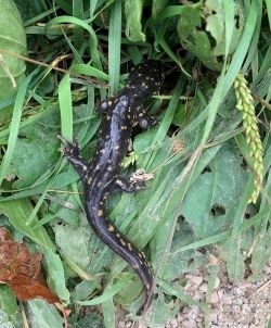 Tiger Salamander on a leaf