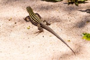 Whiptail Lizard scurries along the ground
