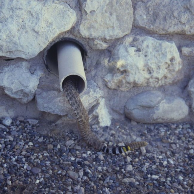 Western Diamondback Rattlesnake entering pueblo drainpipe Western Diamondback Rattlesnake entering pueblo drainpipe