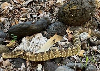 Snakes - Tuzigoot National Monument (U.S. National Park Service)