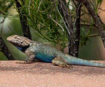 Clark's Spiny Lizard suns themselves on a rock