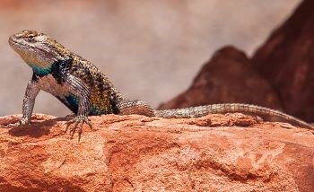 Desert Spiny on a sandstone rock