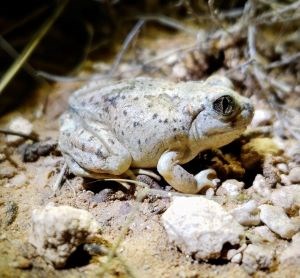 Mexican Spadefoot toad