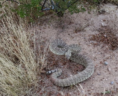 rattlesnake strike pose