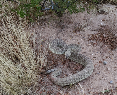 Mojave Rattlesnake in striking pose